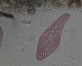 /album/microscopia/microscopia-16-jpg1/
